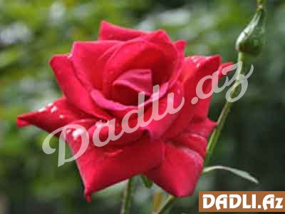Qızılgül (Rosa spp.)
